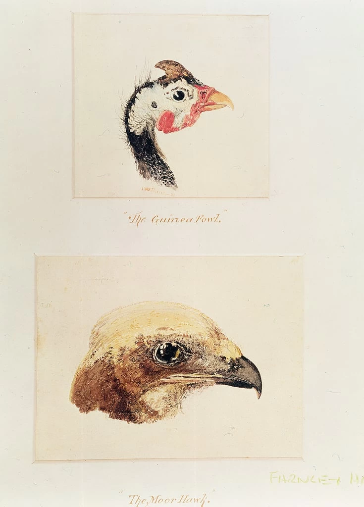 La faraona e il falco - Farnley Hall, Yorkshire